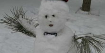 春天的雪写真,春雪映照下的诗意瞬间