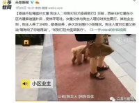 网红遛狗打人,宠物与人，文明共处之道