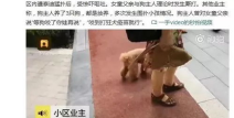 网红遛狗打人,宠物与人，文明共处之道